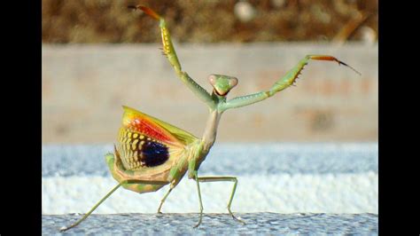 Why Do Praying Mantis Dance: A Symphony of Survival and Seduction